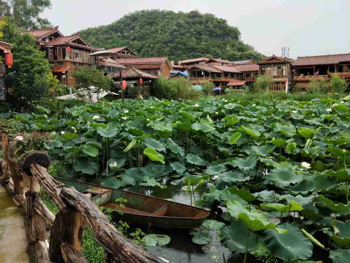 荷花圖片