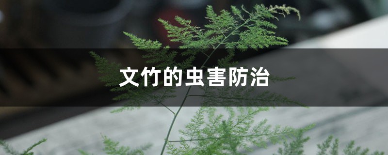 文竹的蟲害防治