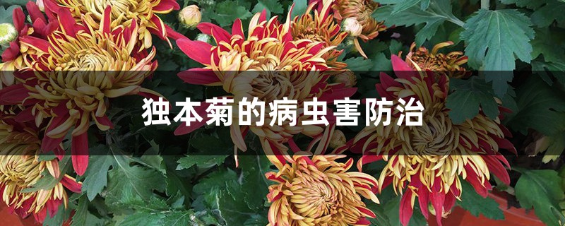 獨(dú)本菊的病蟲(chóng)害防治