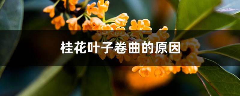 桂花葉子卷曲的原因，掉光葉子還能活嗎