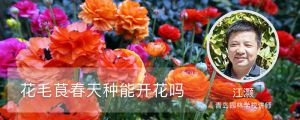 花毛茛春天種能開花嗎