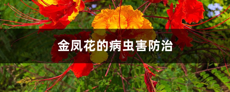 金鳳花的病蟲(chóng)害防治