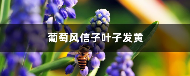 葡萄風(fēng)信子黃葉的原因和處理辦法