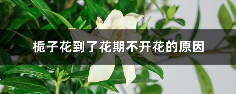 梔子花到了花期不開花的原因，怎么促使開花