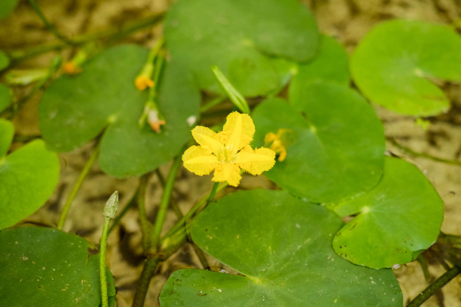 荇菜圖片