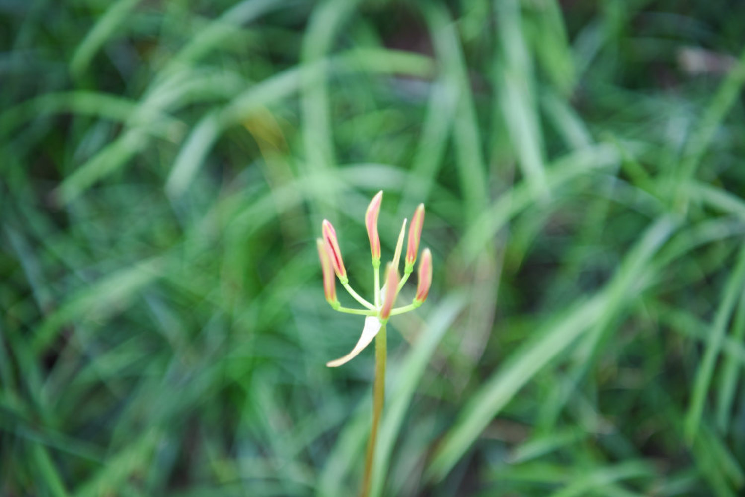 彼岸花圖片