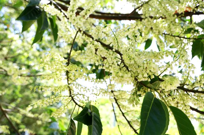 橄欖花的花語(yǔ)與傳說(shuō)