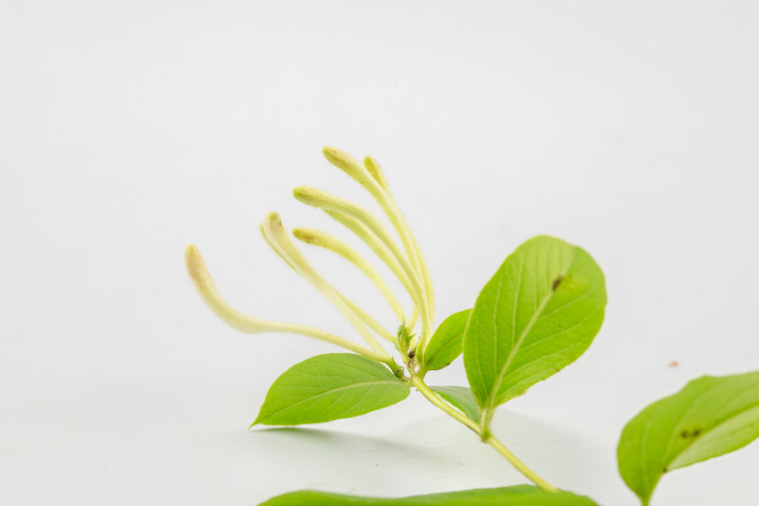 金銀花盆景圖片