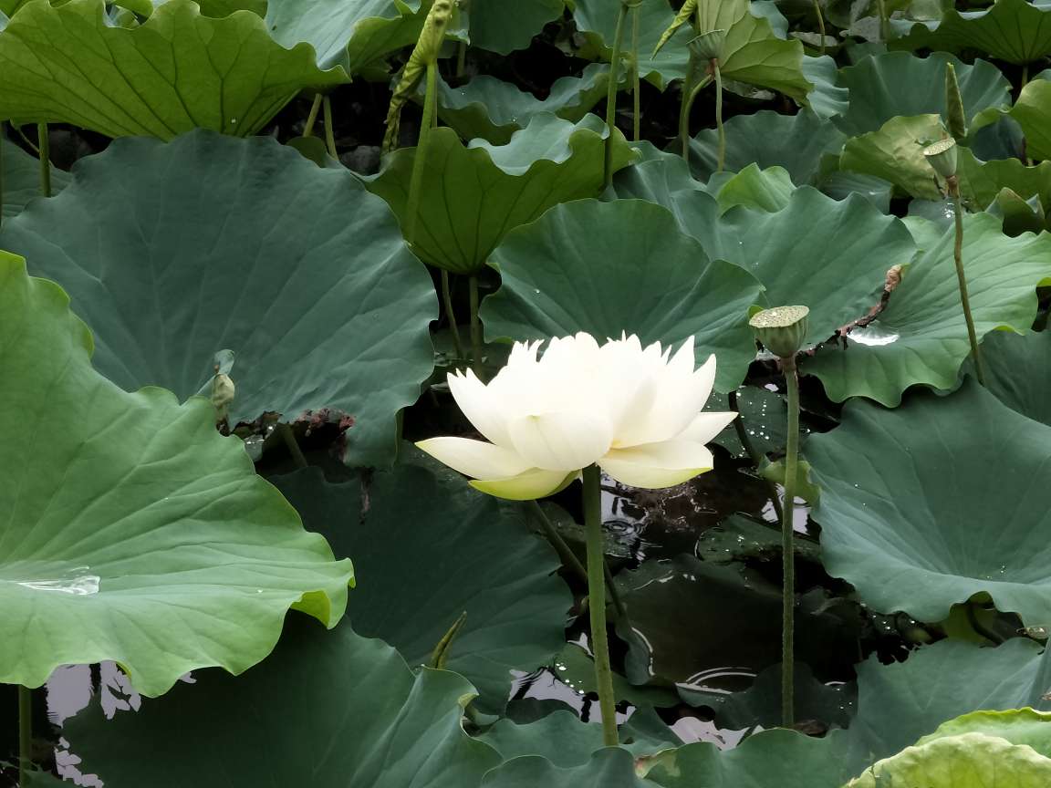 荷花圖片