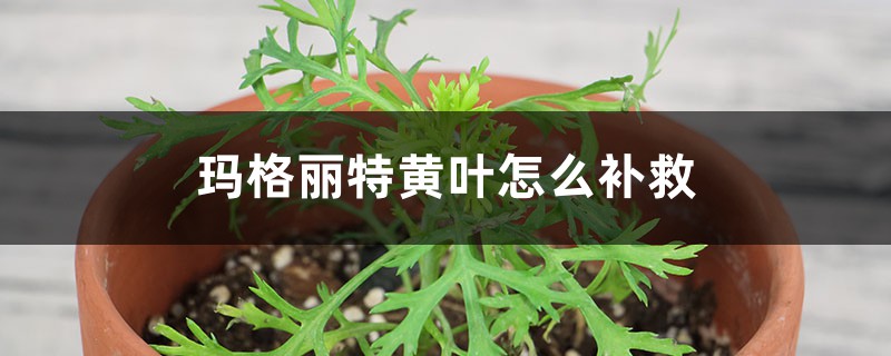 瑪格麗特黃葉的原因和處理辦法