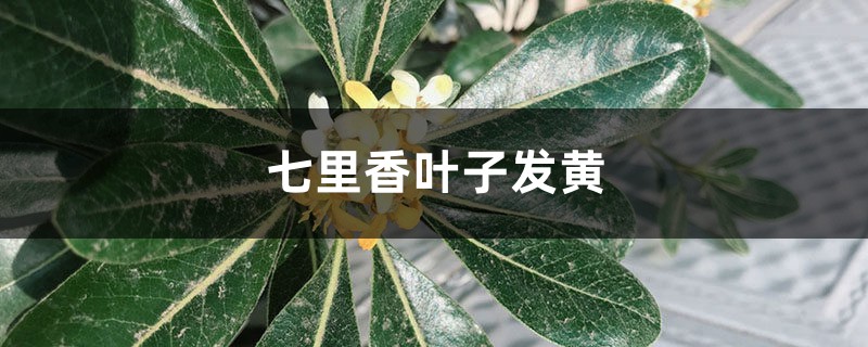 七里香黃葉的原因和處理辦法