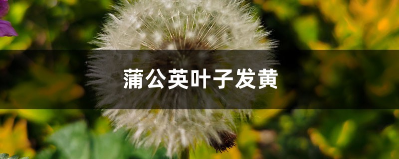 蒲公英黃葉的原因和處理辦法