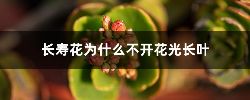 長壽花為什么不開花光長葉