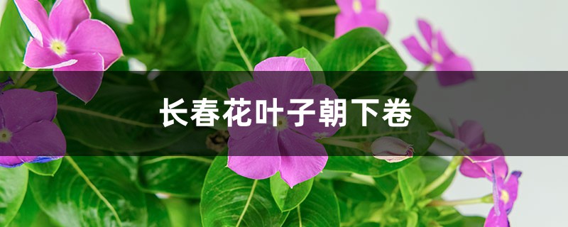 長(zhǎng)春花葉子朝下卷的原因