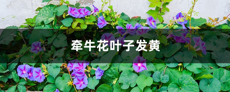 牽牛花黃葉的原因和處理辦法