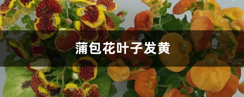 蒲包花黃葉的原因和處理辦法