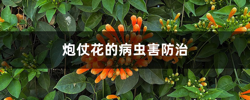 炮仗花的病蟲害防治