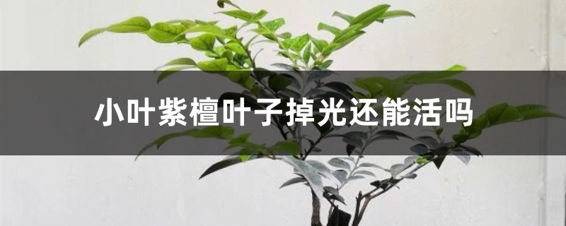 小葉紫檀葉子掉光還能活嗎