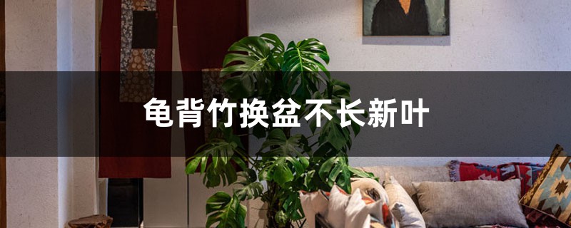 龜背竹換盆不長(zhǎng)新葉的原因