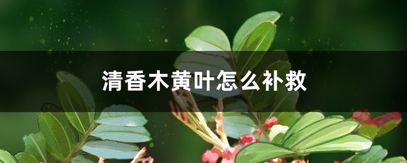 清香木黃葉的原因和處理辦法