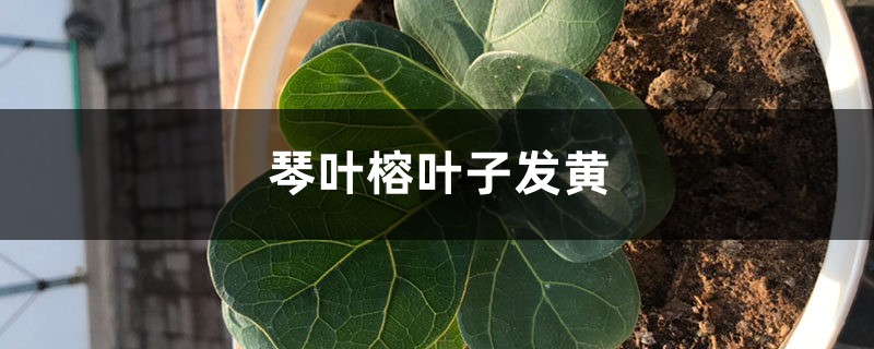 琴葉榕黃葉的原因和處理辦法