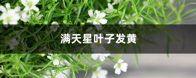 滿天星黃葉的原因和處理辦法