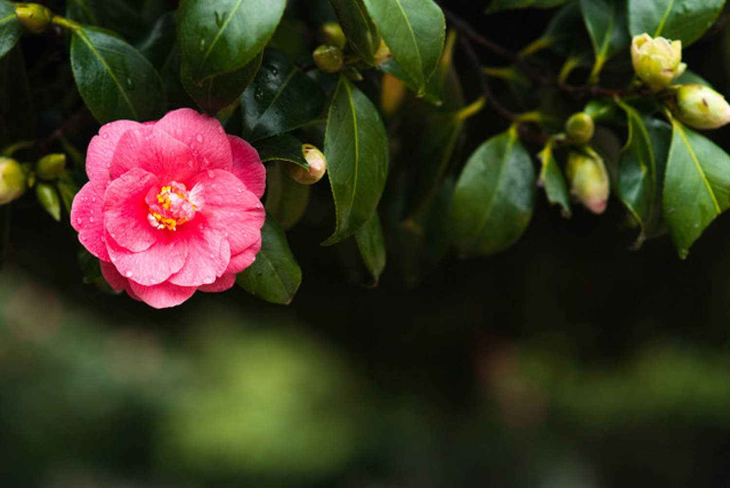 欽州適合養(yǎng)什么花，市花和市樹是什么