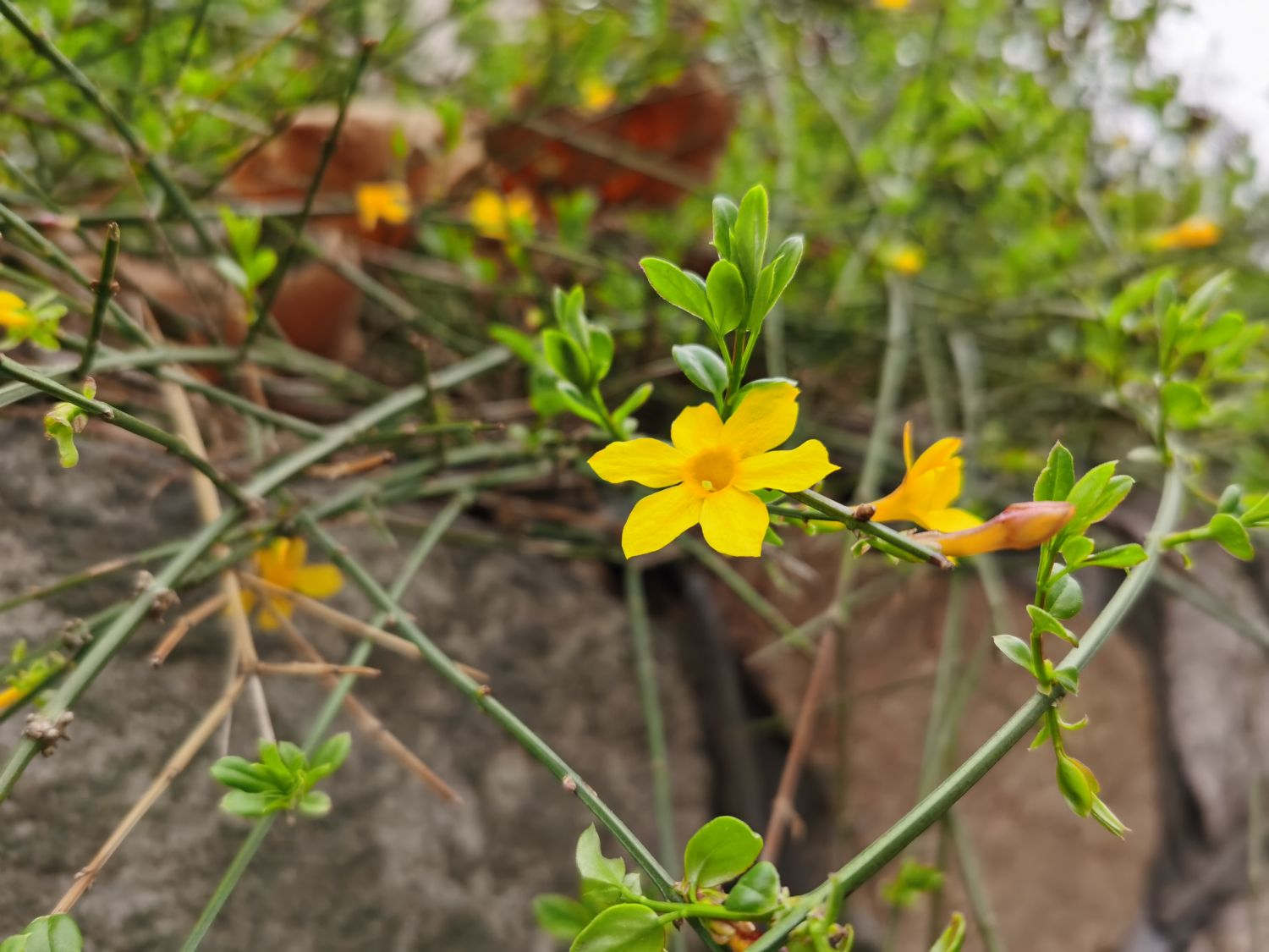 遵義適合養(yǎng)什么花，市花和市樹是什么